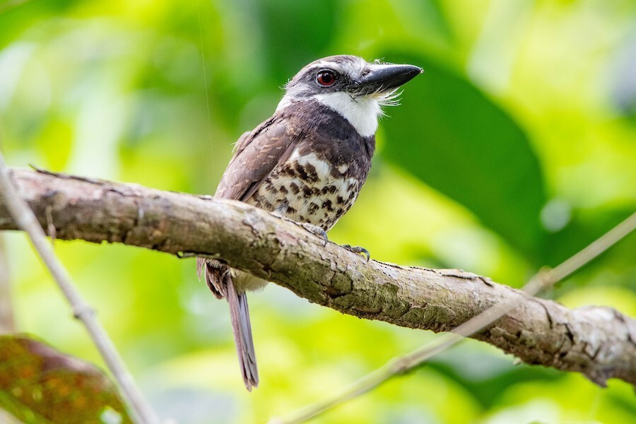 Sooty-capped Puffbird - ML621845391