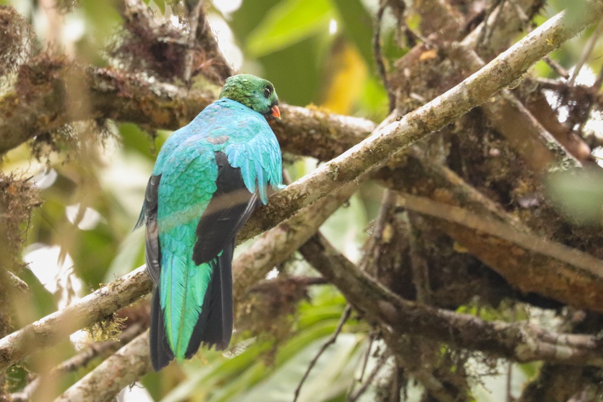 Golden-headed Quetzal - ML621845410