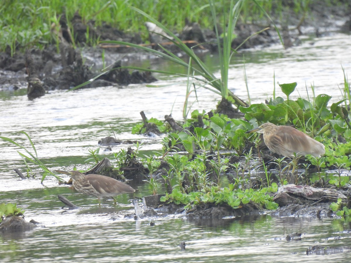 Indian Pond-Heron - ML621845414