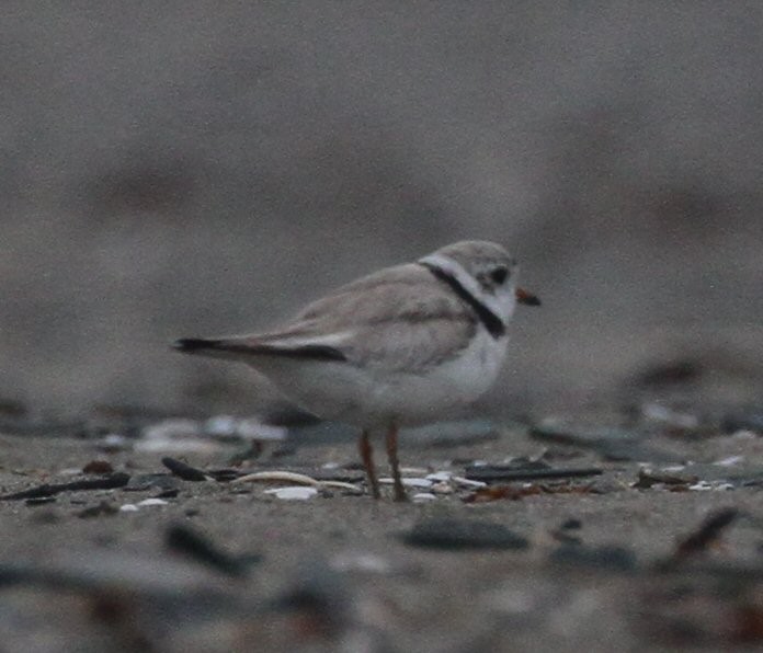 Piping Plover - ML621845422