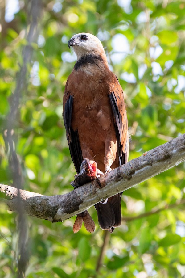 Black-collared Hawk - ML621845501