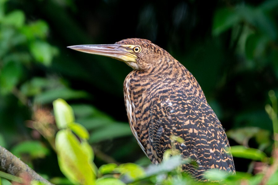 Rufescent Tiger-Heron - ML621845600