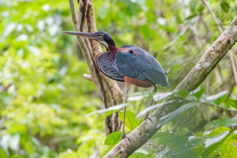 Agami Heron - ML621845618