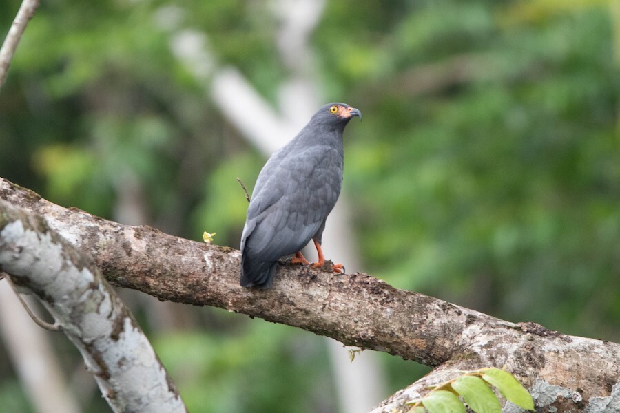 Slender-billed Kite - ML621845624