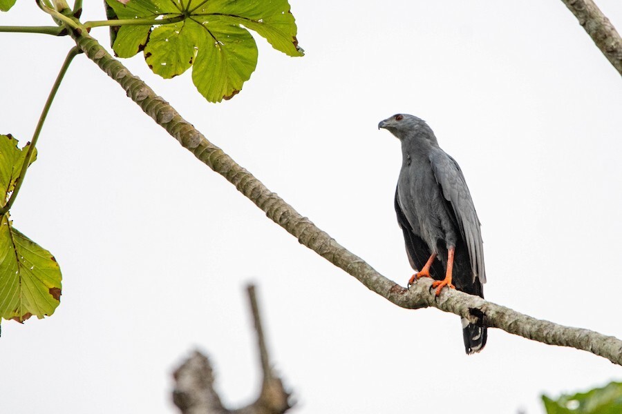 Crane Hawk - ML621845636