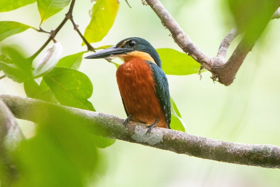 Green-and-rufous Kingfisher - ML621845638
