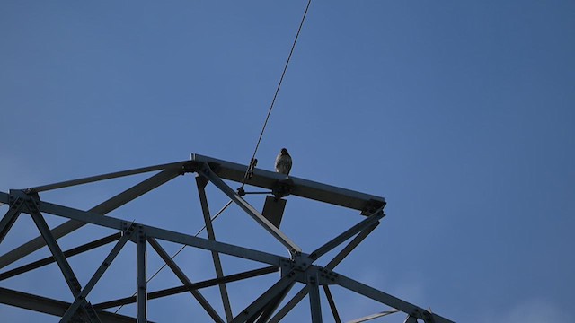 Red-tailed Hawk - ML621845712