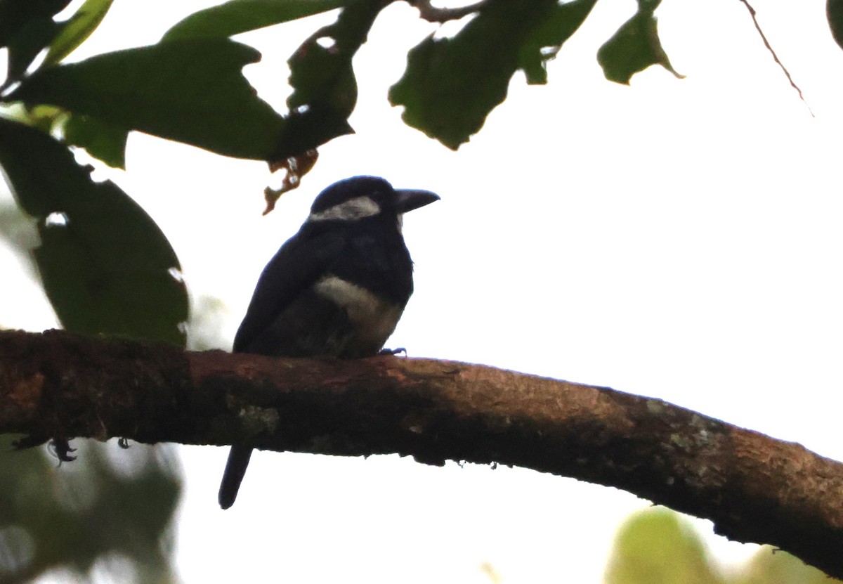 Black-breasted Puffbird - ML621845726