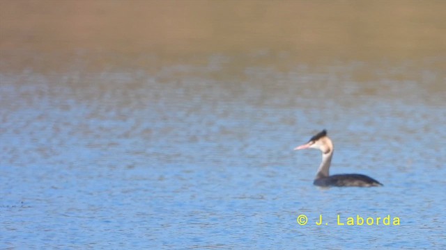 Great Crested Grebe - ML621845746