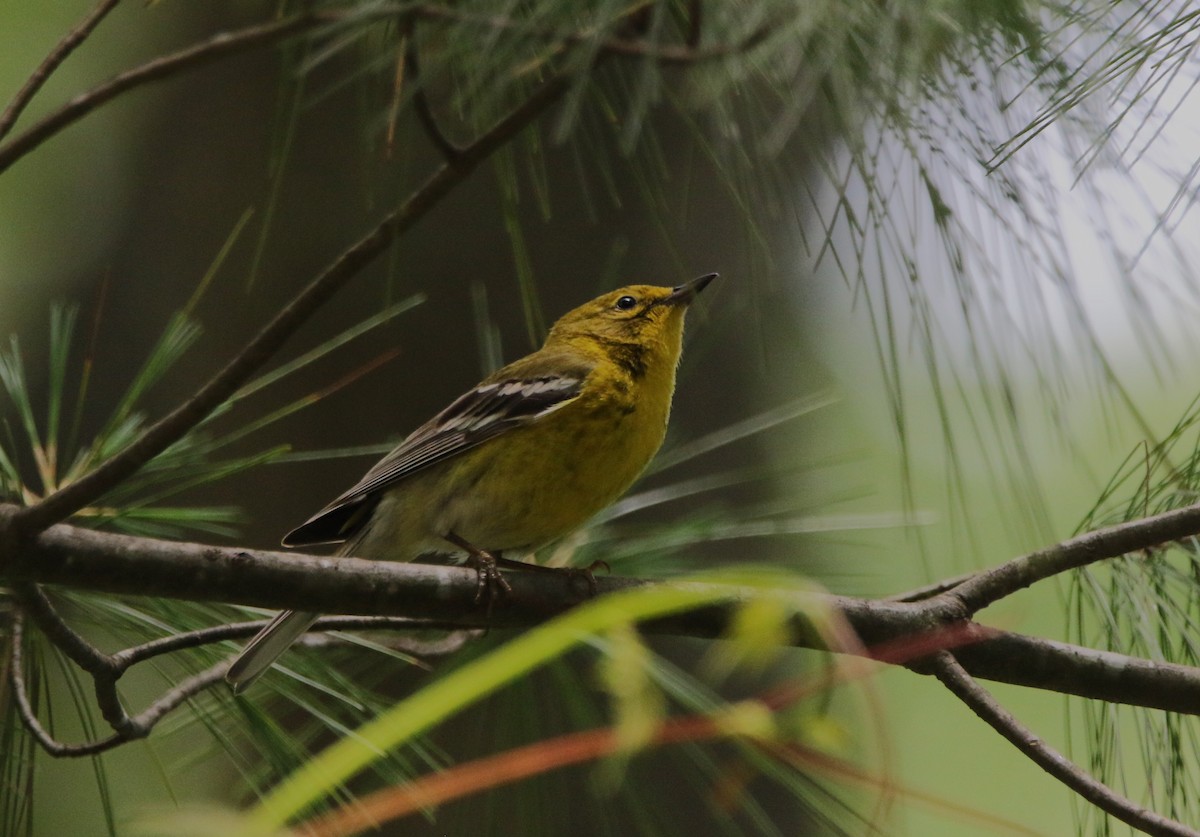 Pine Warbler - ML621845762