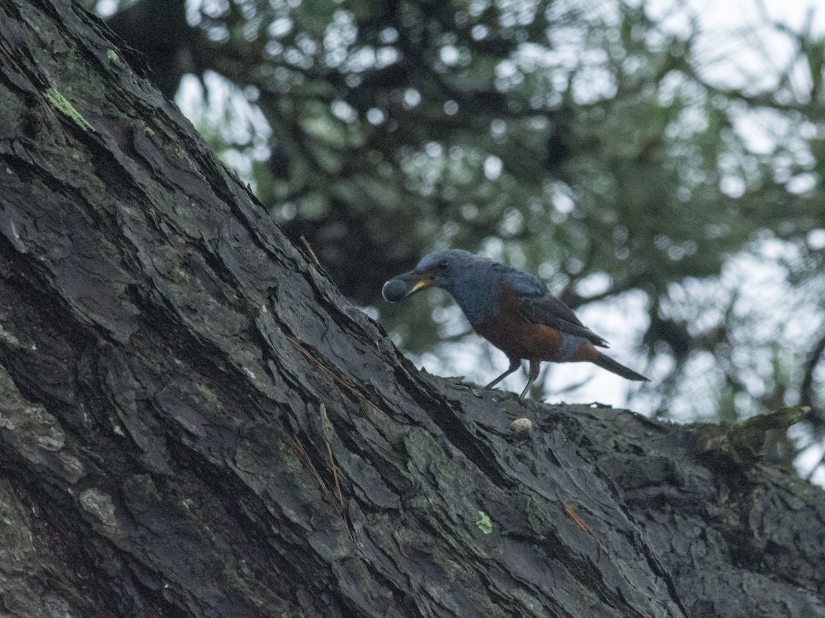 Blaumerle (philippensis) - ML621845764