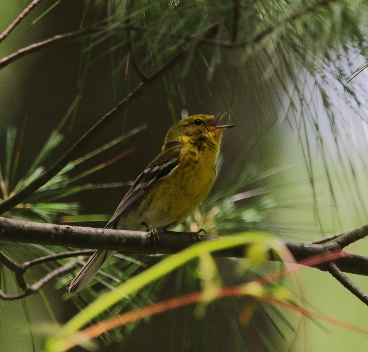 Pine Warbler - ML621845765