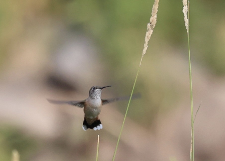 Broad-tailed Hummingbird - ML621845842