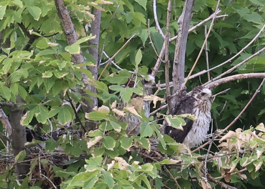 Cooper's Hawk - ML621845847