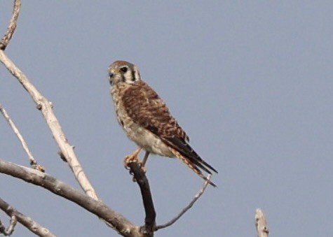 American Kestrel - ML621845851