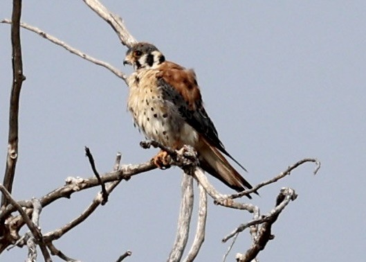 American Kestrel - ML621845853