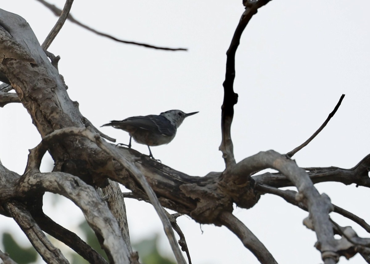 White-breasted Nuthatch - ML621845866