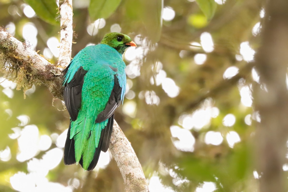 Golden-headed Quetzal - ML621845883