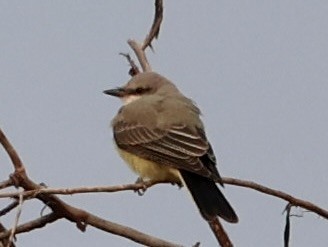 Western Kingbird - ML621845884