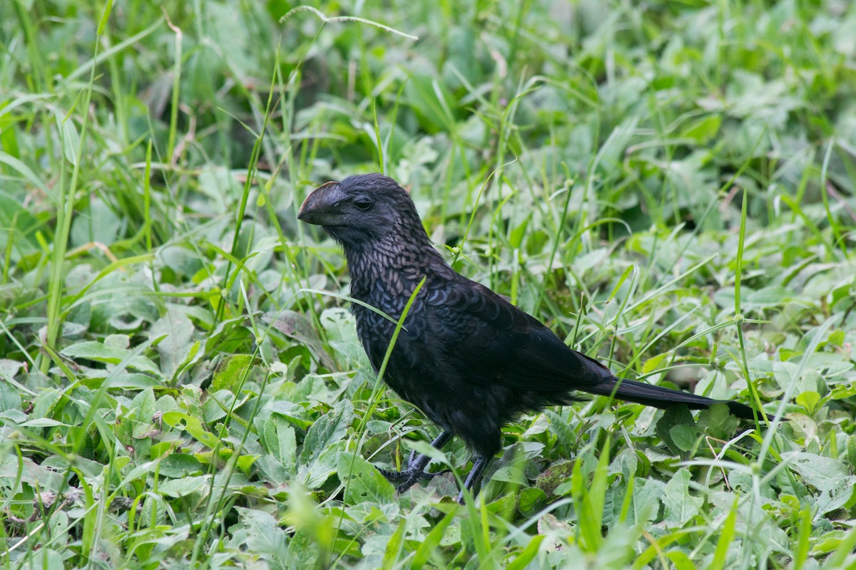 Smooth-billed Ani - ML621845885