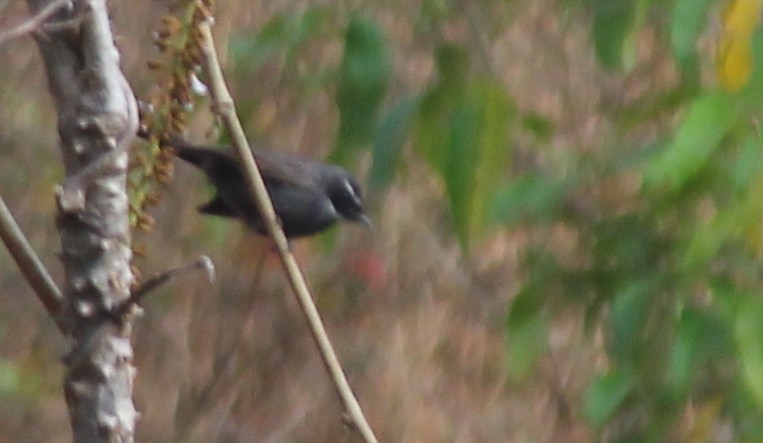 White-throated Fantail - ML621845938