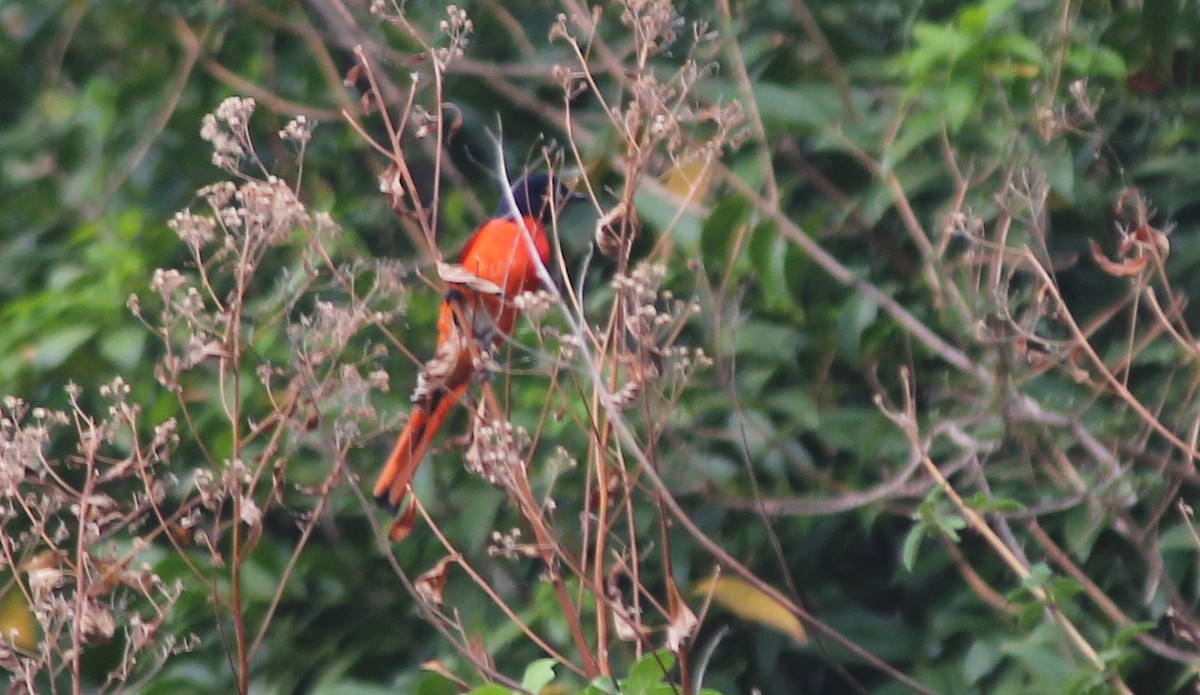 赤紅山椒鳥 - ML621845950