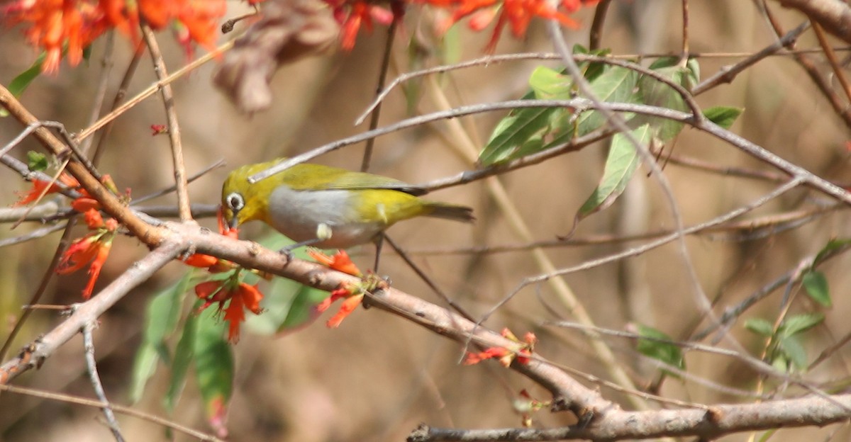 Indian White-eye - ML621846003