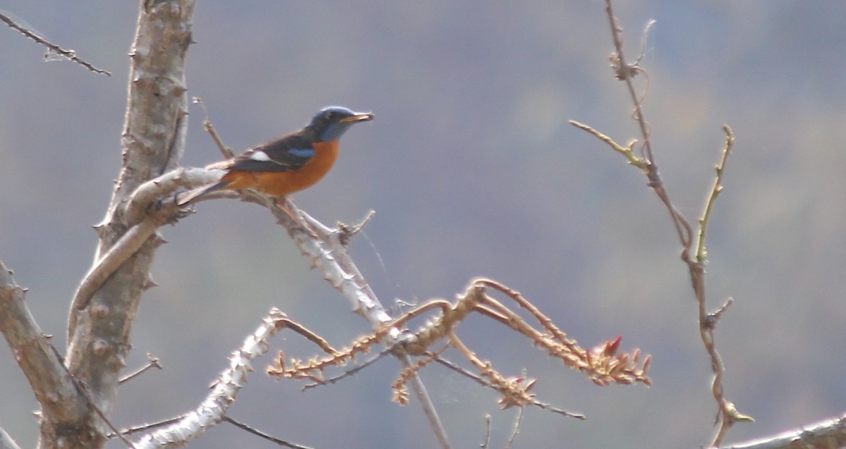 Blue-capped Rock-Thrush - ML621846038