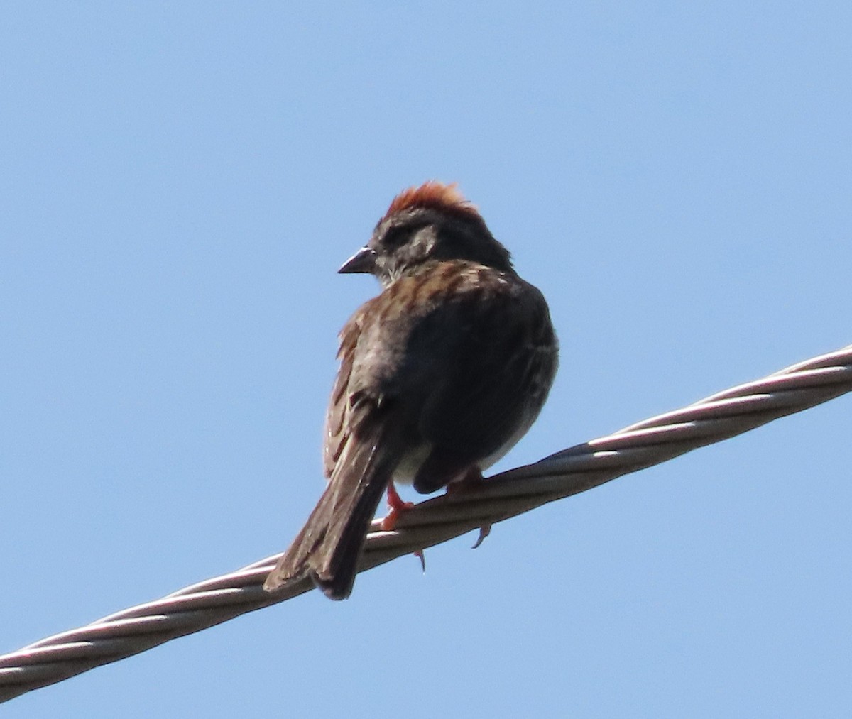 Chipping Sparrow - ML621846041