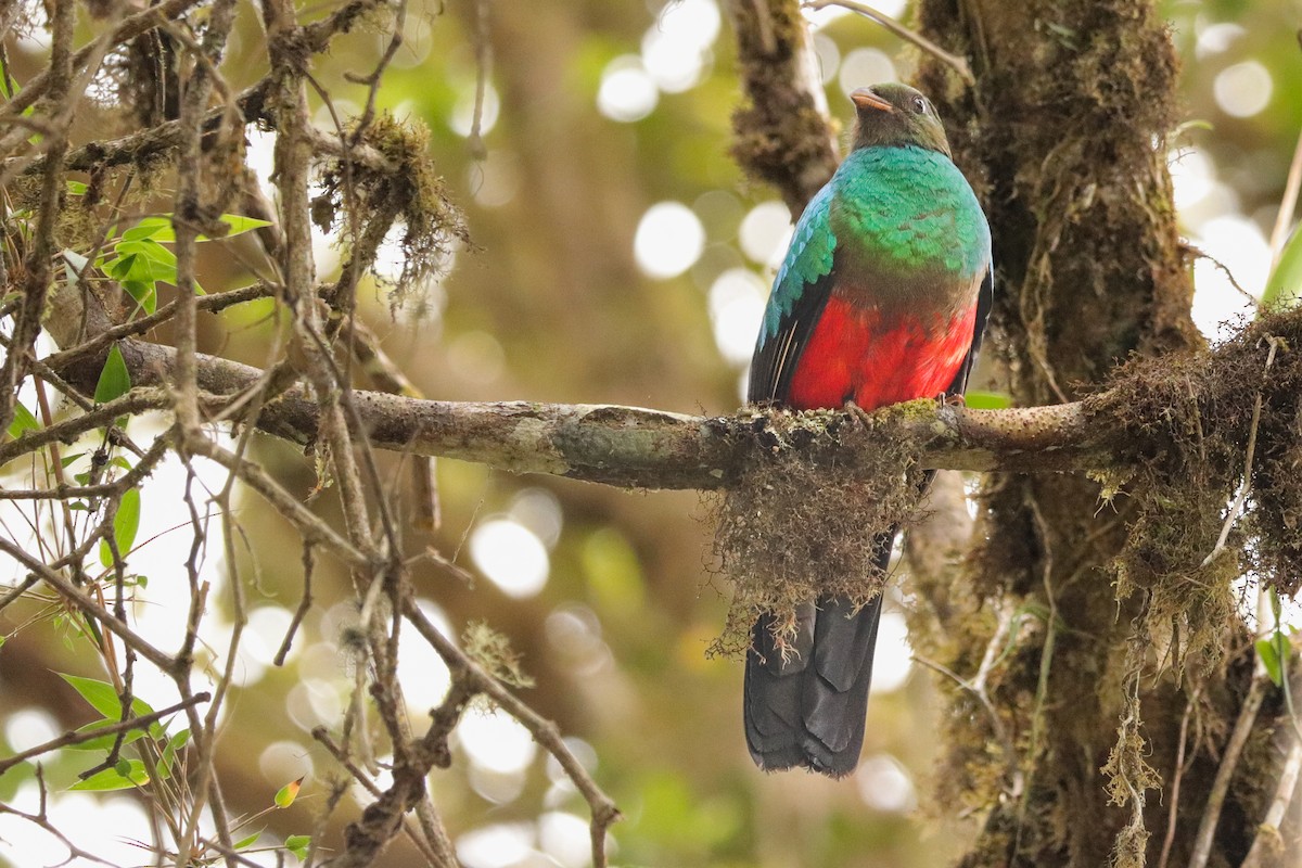 Golden-headed Quetzal - Clayton Borzini