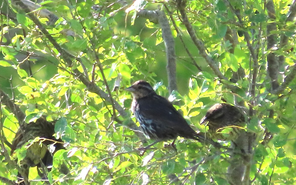 Red-winged Blackbird - ML621846058