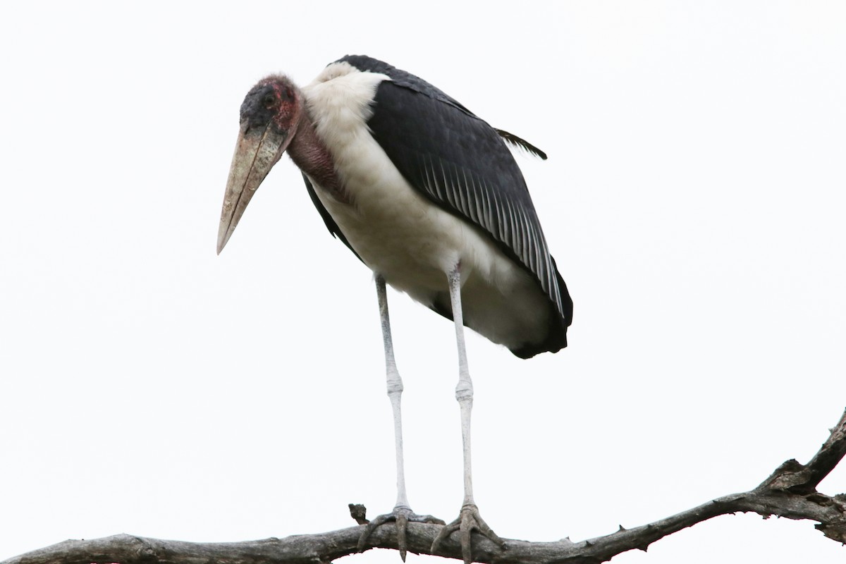 Marabou Stork - ML621846092