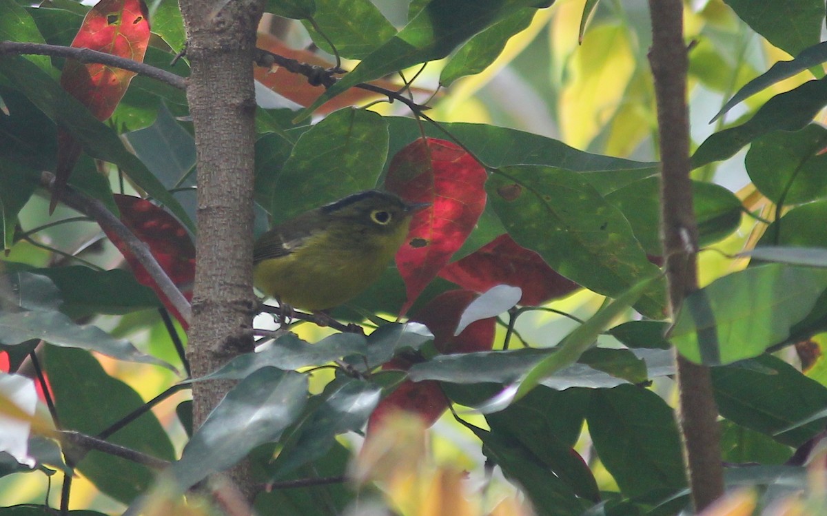 Whistler's Warbler - ML621846109