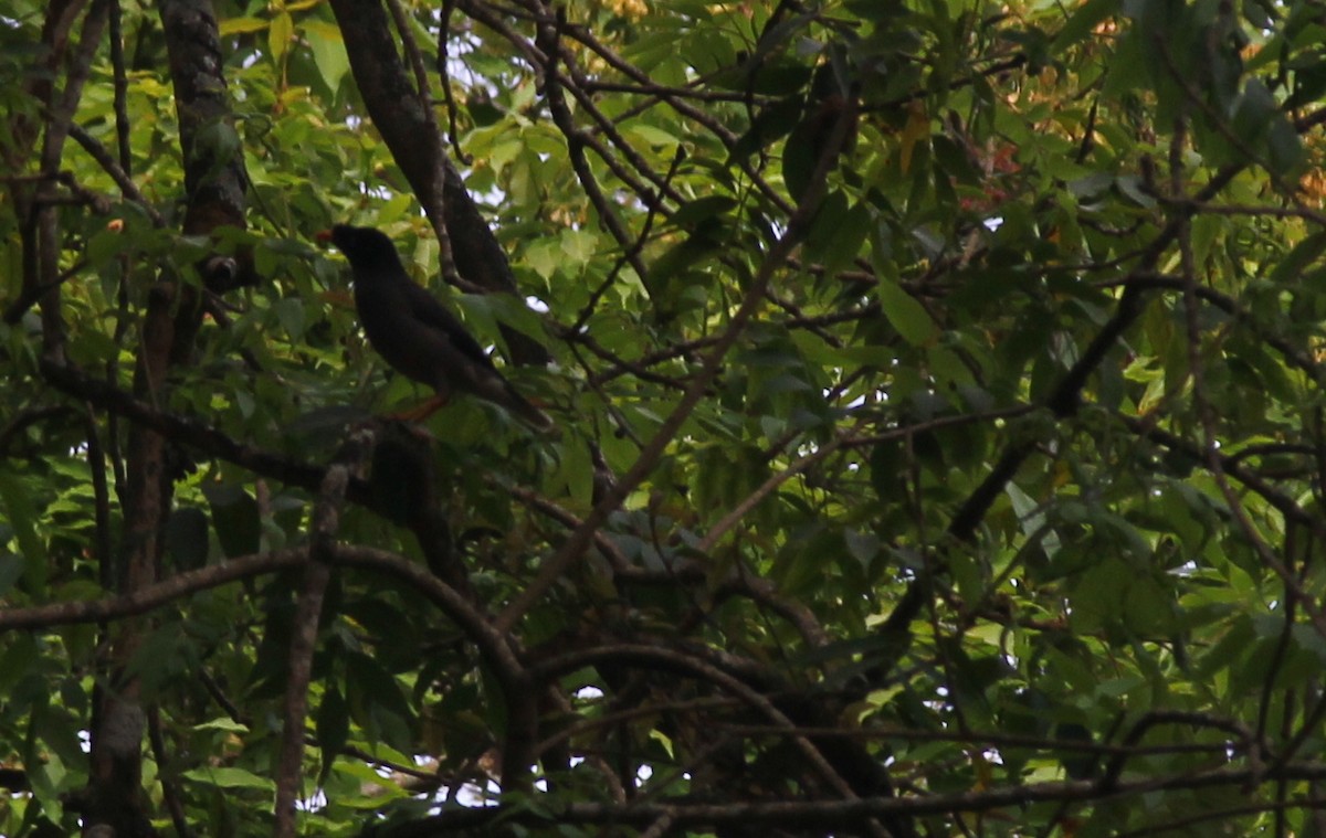 Jungle Myna - Marsh Alphonso