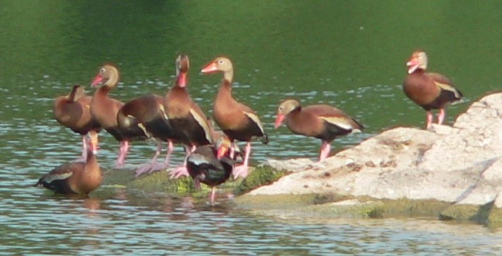 Black-bellied Whistling-Duck - ML621846134