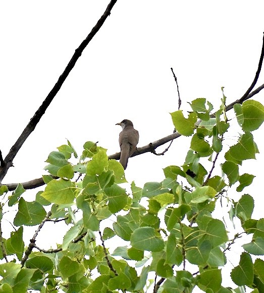 Yellow-billed Cuckoo - ML621846139