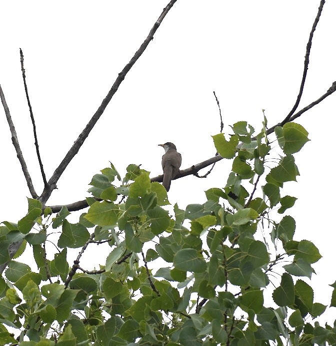 Yellow-billed Cuckoo - ML621846140