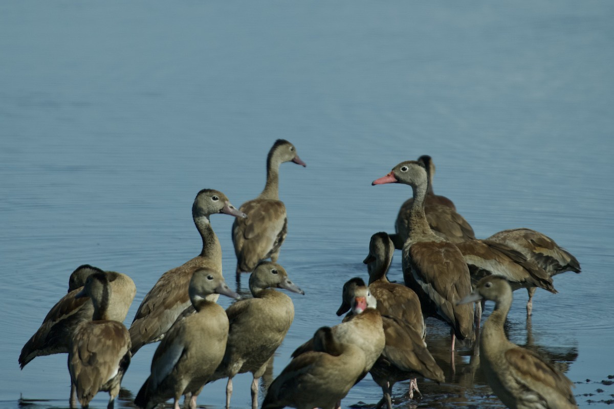 Black-bellied Whistling-Duck (autumnalis) - ML621846149