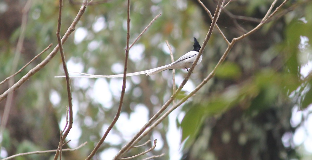 Indian Paradise-Flycatcher - ML621846150