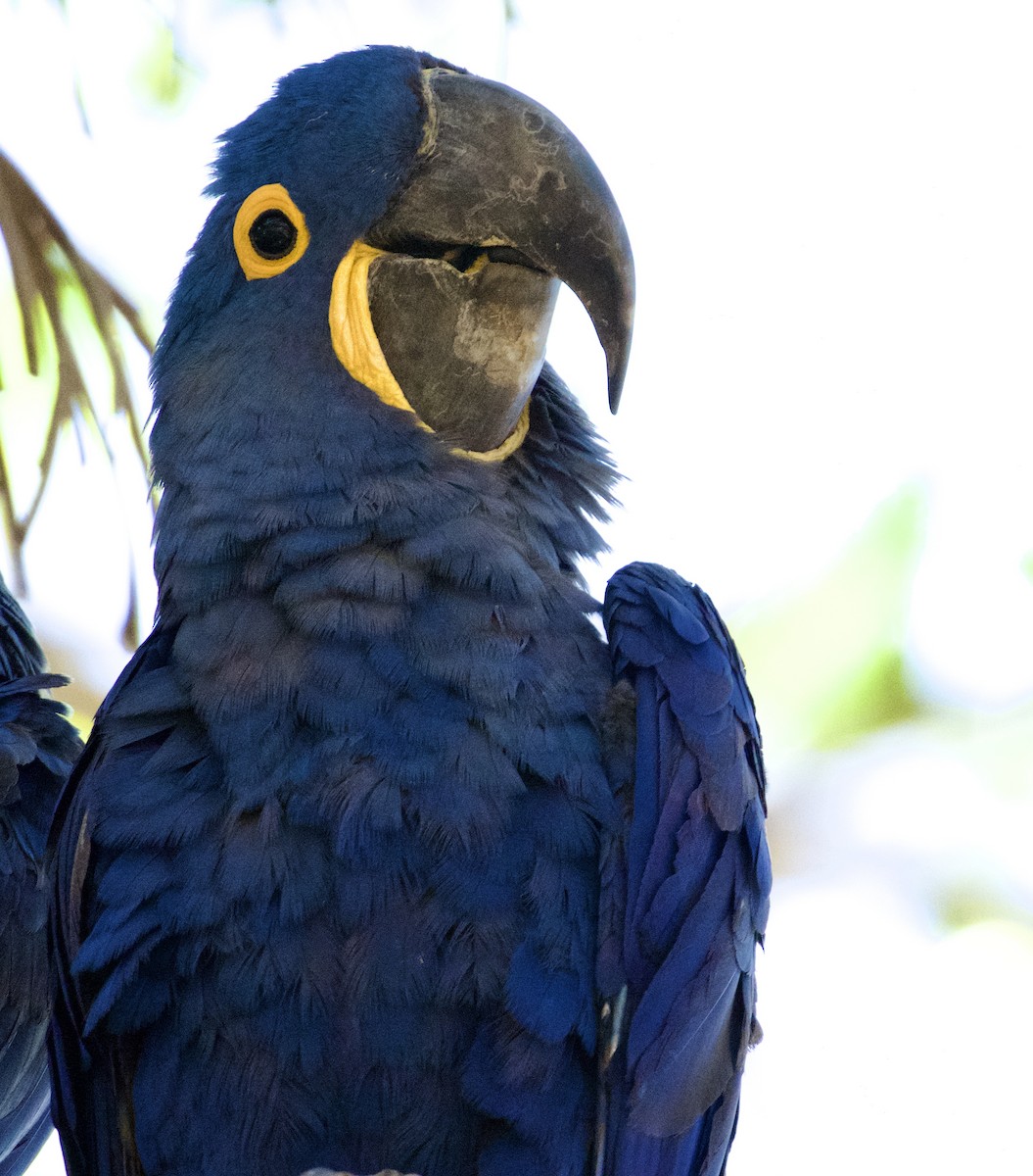 Hyacinth Macaw - ML621846165