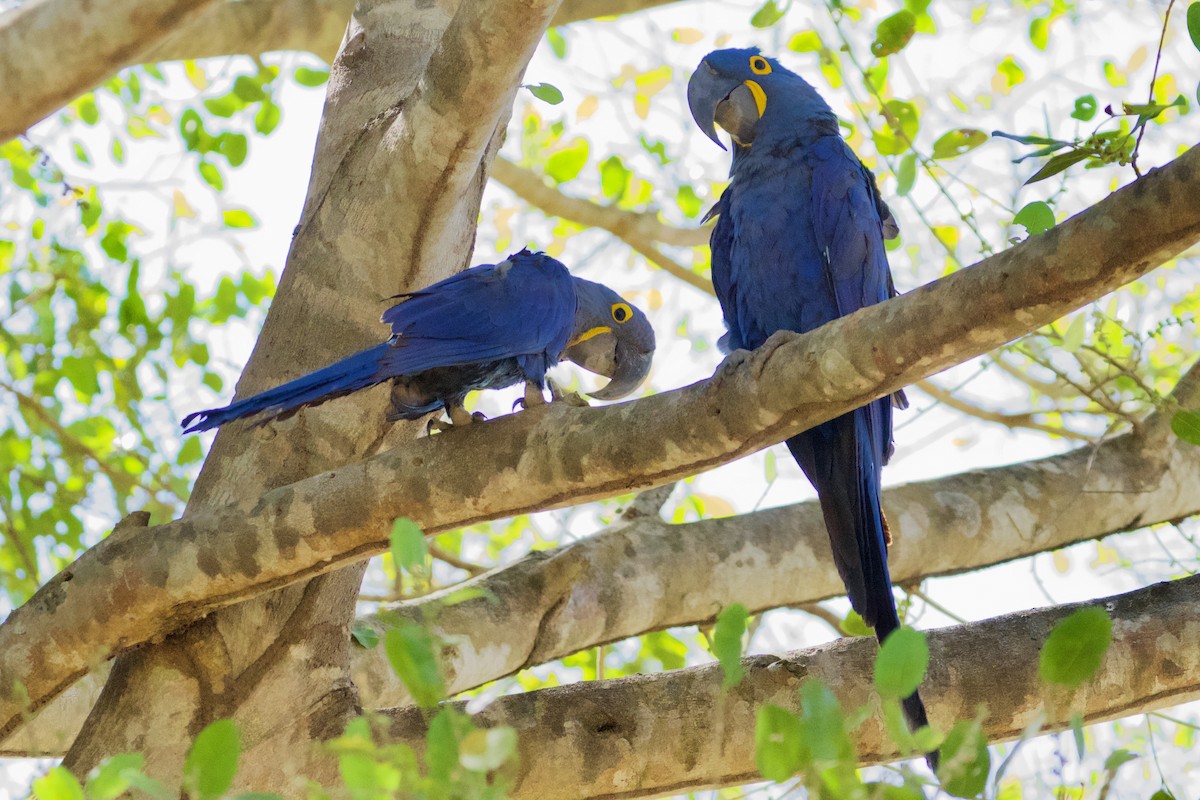 Hyacinth Macaw - ML621846166