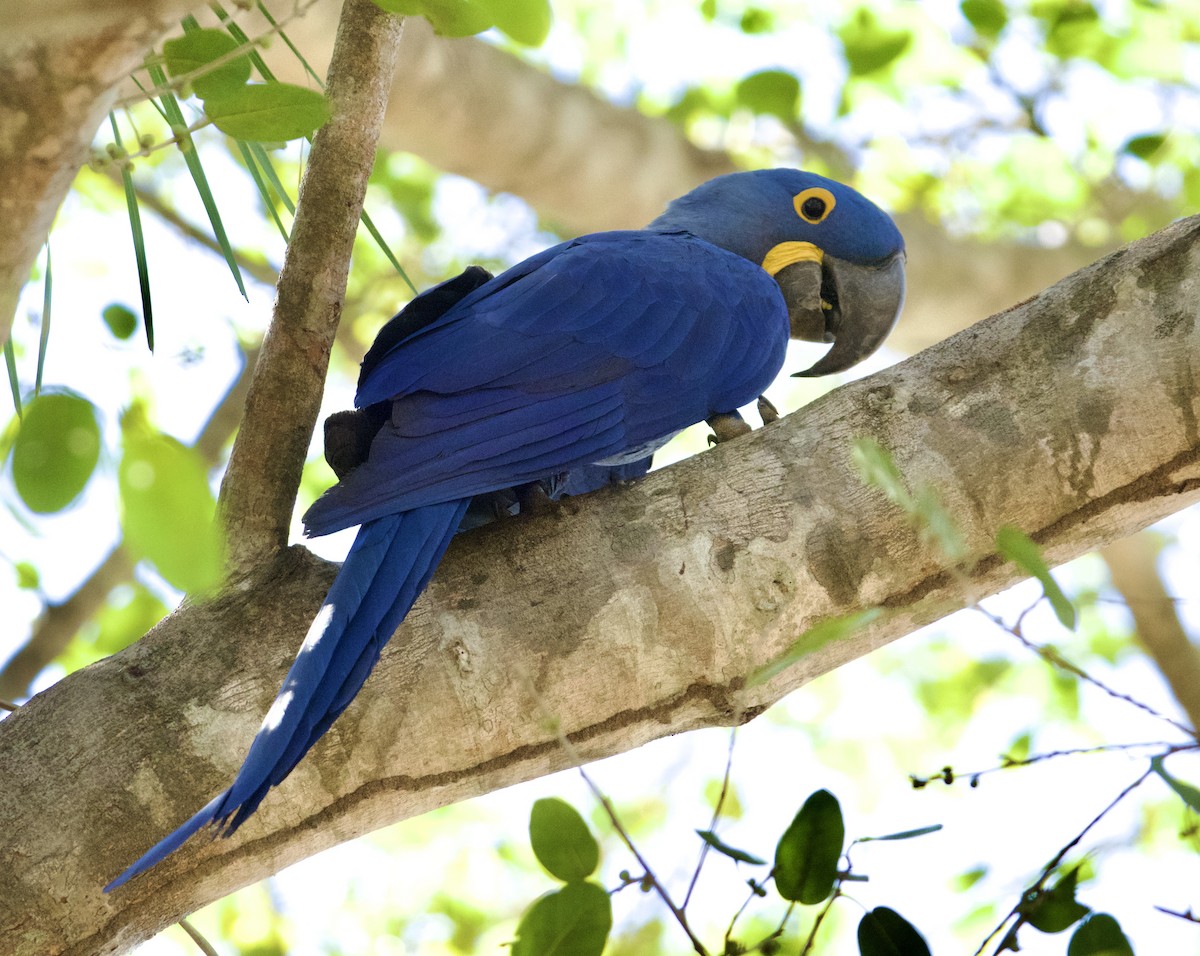 Hyacinth Macaw - ML621846167