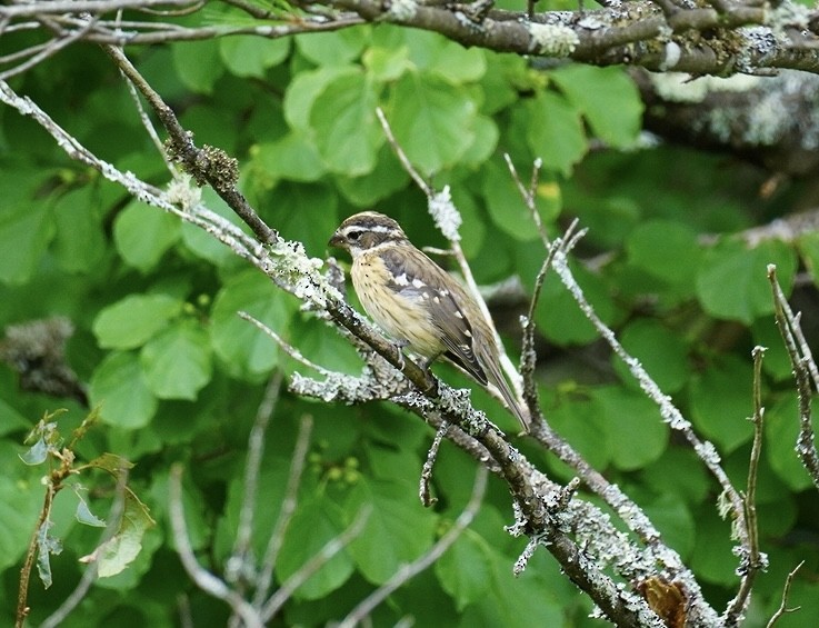 Rose-breasted Grosbeak - ML621846175