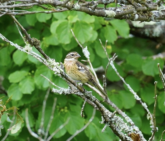 Rose-breasted Grosbeak - ML621846176