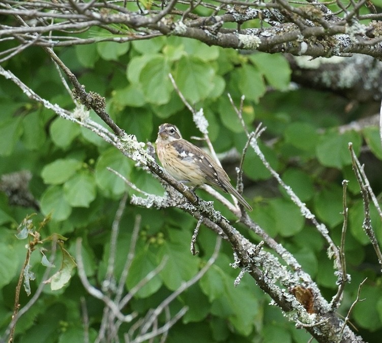 Rose-breasted Grosbeak - ML621846179