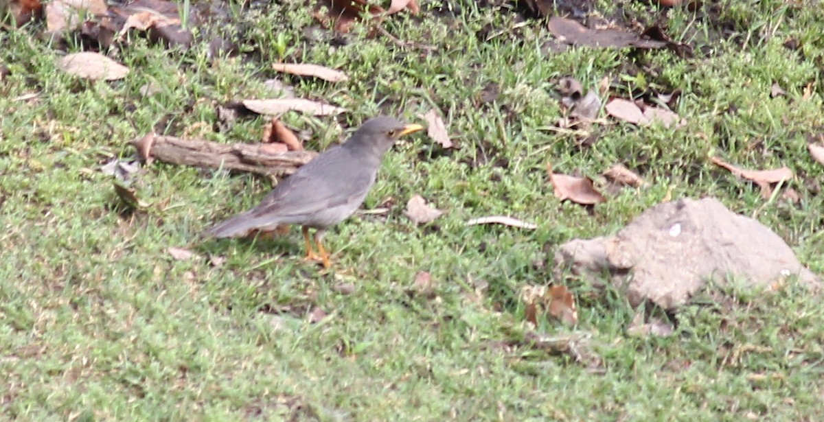 Tickell's Thrush - ML621846182