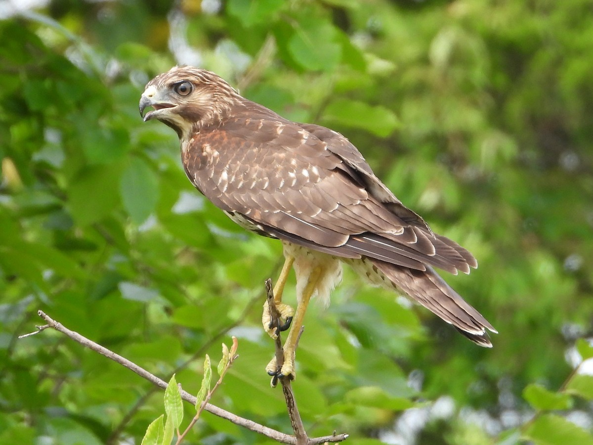 Red-shouldered Hawk - Mike Cianciosi