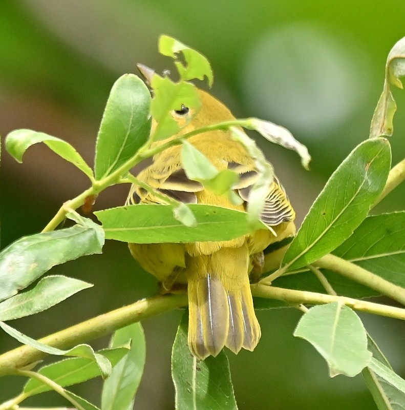 Yellow Warbler - ML621846270