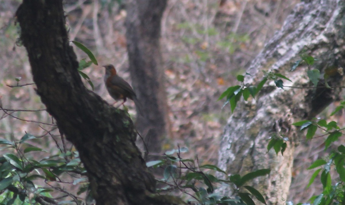 Rusty-cheeked Scimitar-Babbler - ML621846272