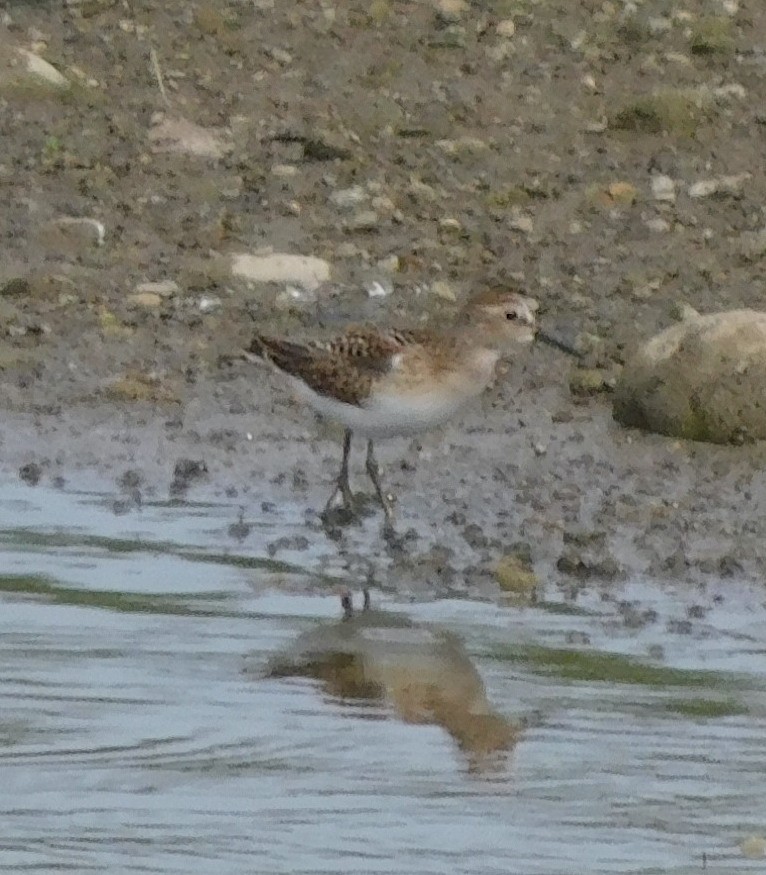 Semipalmated Sandpiper - ML621846297